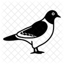 Bird Animal Pigeon Icon