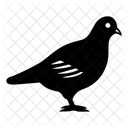 Bird Animal Pigeon Icon