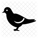 Bird Animal Pigeon Icon