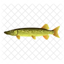 Pike Fish  Icon