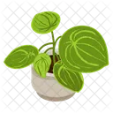 Pilea Cadierei  Icon