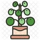 Pilea Peperomioides Nature Green Icon