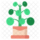 Pilea Peperomioides Nature Green Icon