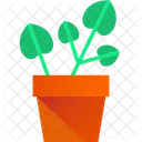 Pilea Plant Houseplant Pilea Plants Icon