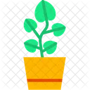 Pilea Plant Plant Pot Icon