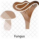 Pilz  Symbol