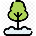 Pine Evergreen Tree Icon