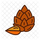 Pine Nut Nut Seed Icon
