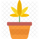 Pineappleweed  Icon