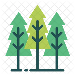 Pinus Tree  Icon