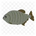 Piranha Amazon River Sea Creature Icon