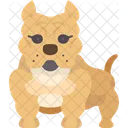 Pitbull  Ícone