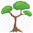 Pitch Pine Tree  Icon