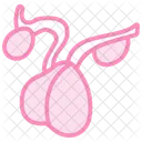 Pituitary Gland Duotone Line Icon Icon