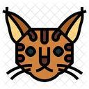 Pixie Bob Cat Cat Breeds Icon