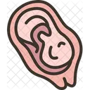 Placenta Womb Fetus Icon