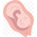 Placenta Womb Fetus Icon