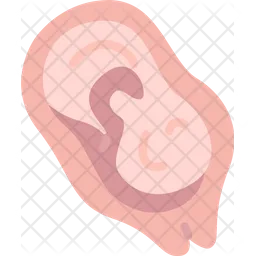 Placenta  Icon