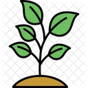 Plant Nature Leaf Icon