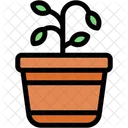 Plant Plants Grow Icon