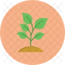 Plant Nature Leaf Icon