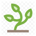 Plant Herb Bush Icon