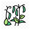 Plant Peas Color Icon