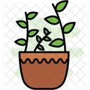 Plants Ecology Flower Icon