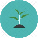 Plant Sprout Tree Icon