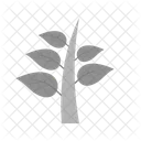 Plant Leaves Tree Icon