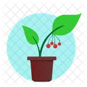 Rowan Green Plant Icon