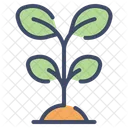 Plant Seed Nature Icon