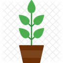 Plant Seedling Tree Icon