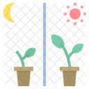 Plant Growth Day Night Icon