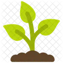Plant Growth Plant Growth Icon