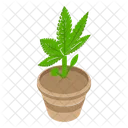 Plant  Icon