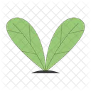 Plant Leafy Green Icon