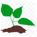 Plant Leaves Ecosystem Icon