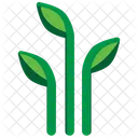 Plant  Icon