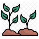 Plant  Icon