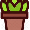 Succulent Collection Icon