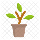 Flower Pot Plant Icon