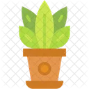 Plant Pot Indoor Room Icon