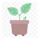 Plant Pot  Icon