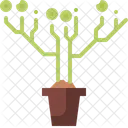 Plant Pot  Icon