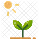 Plant Seeding Photosynthesis  Icon