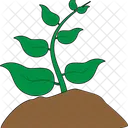 Plant  Icon