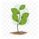 Planta Natureza Folha Icon