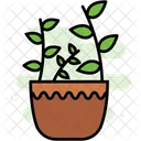 Planta  Icono