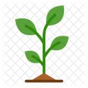 Planta  Icono